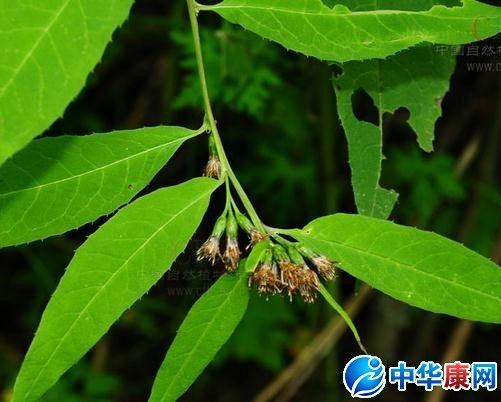 尖尾风的功效与作用-尖尾风的图片样子