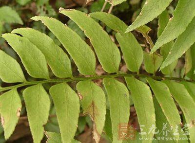 尖耳贯众的功效与作用-尖耳贯众的图片样子