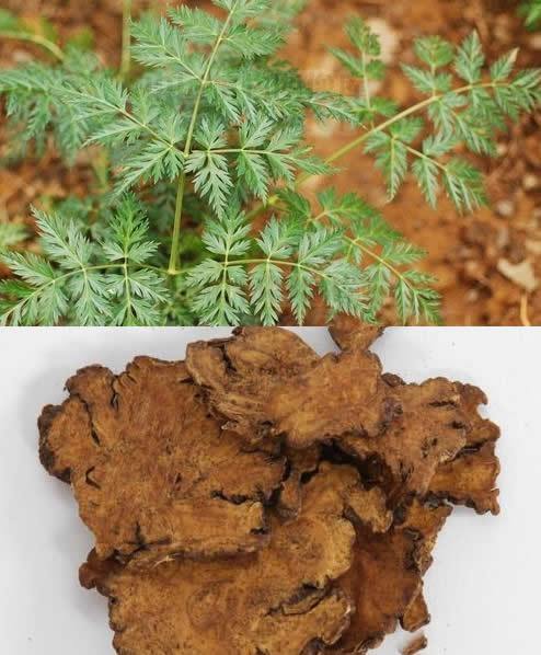 川芎的功效与作用-川芎的图片样子