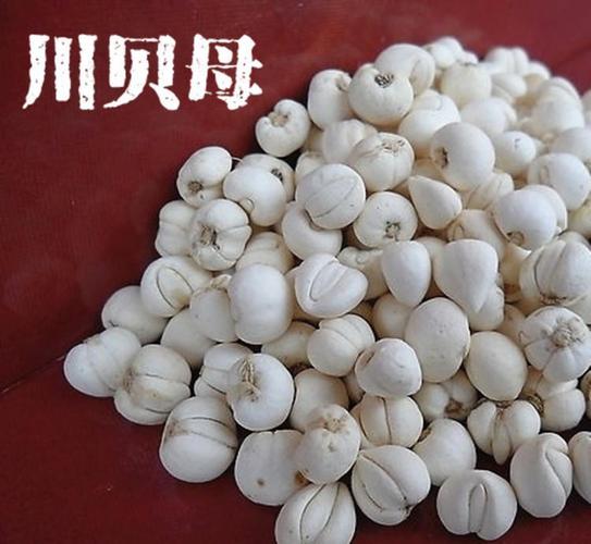 川贝母―暗紫贝母的功效与作用-川贝母―暗紫贝母的图片样子