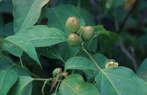 巴豆叶的功效与作用-巴豆叶的图片样子