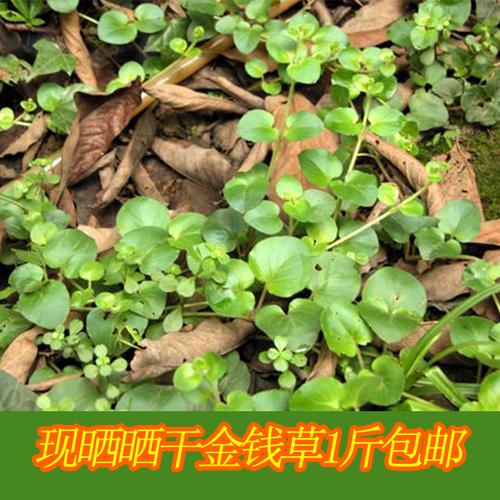 广金钱草的功效与作用-广金钱草的图片样子