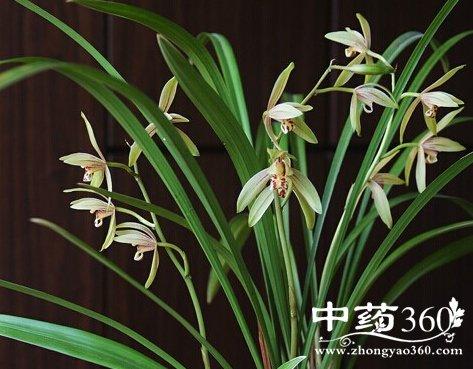 建兰叶的功效与作用-建兰叶的图片样子