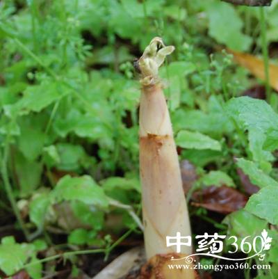 慈竹气笋的功效与作用-慈竹气笋的图片样子