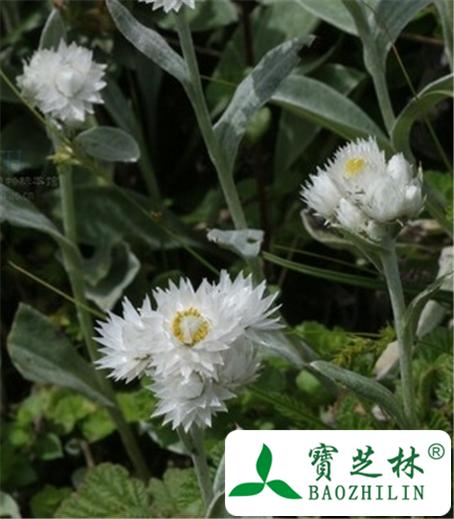 打火草的功效与作用-打火草的图片样子