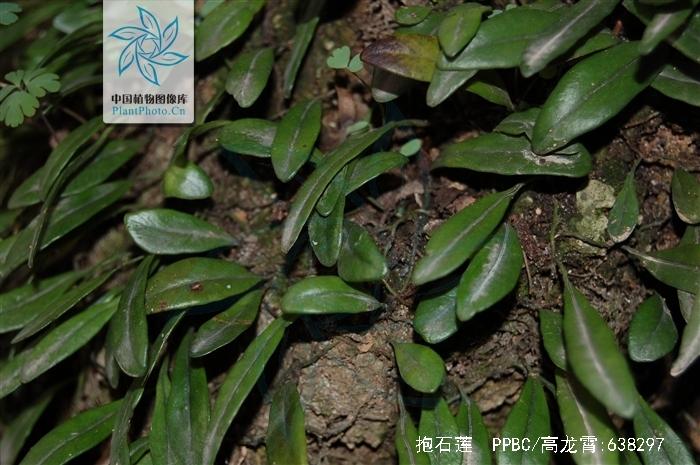 抱树莲的功效与作用-抱树莲的图片样子
