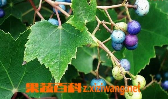 接骨丹2的功效与作用-接骨丹2的图片样子