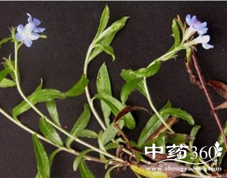 接骨仙桃的功效与作用-接骨仙桃的图片样子