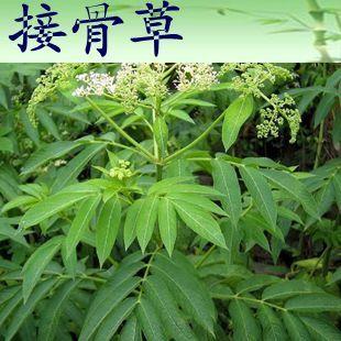 接骨草2的功效与作用-接骨草2的图片样子