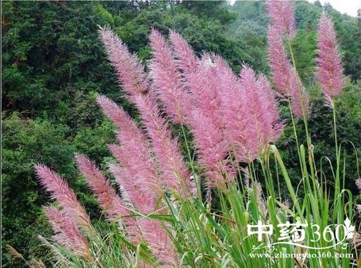 斑茅花的功效与作用-斑茅花的图片样子