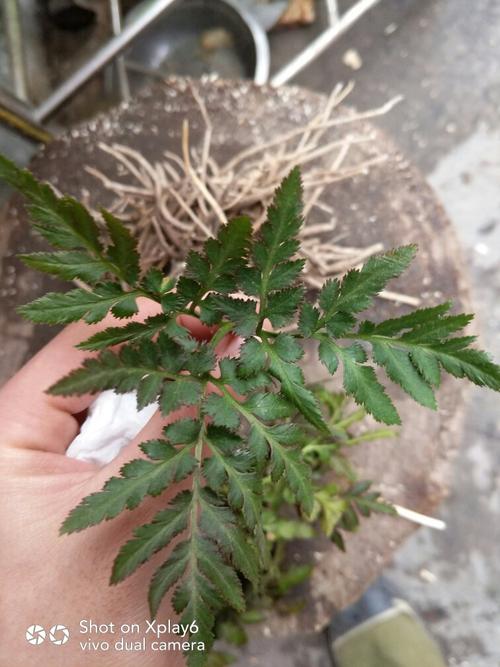 春不见的功效与作用-春不见的图片样子