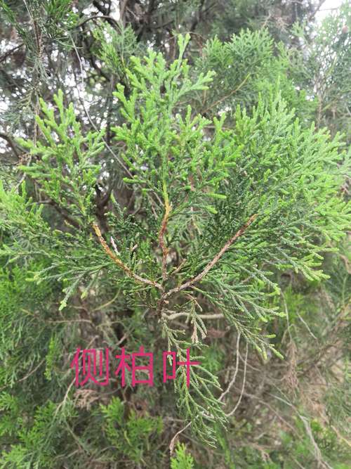 柏的功效与作用-柏的图片样子