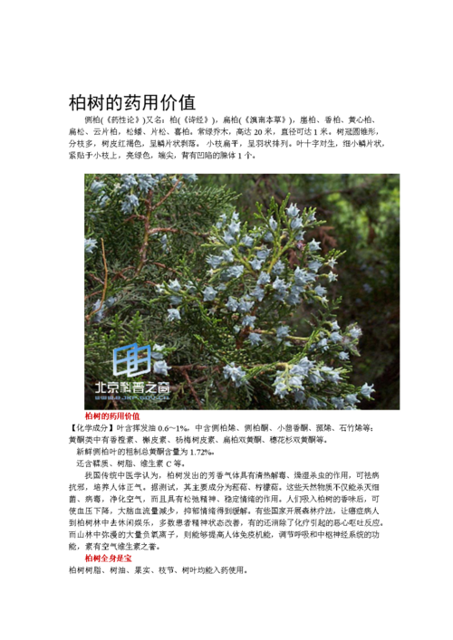 柏树油的功效与作用-柏树油的图片样子