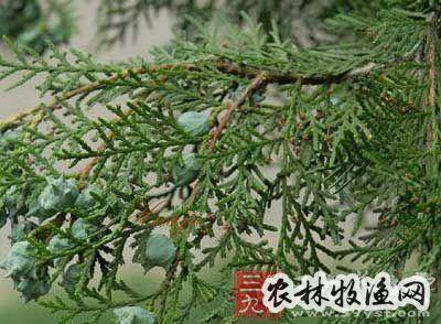 柏根白皮的功效与作用-柏根白皮的图片样子