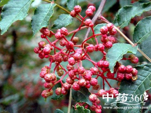 椒目的功效与作用-椒目的图片样子