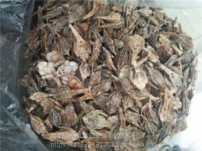 海燕的功效与作用-海燕的图片样子