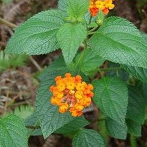 狗屎花根的功效与作用-狗屎花根的图片样子