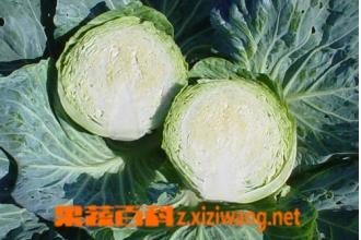 甘蓝的功效与作用-甘蓝的图片样子