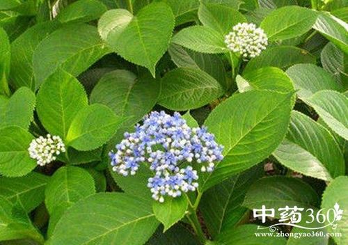 白常山的功效与作用-白常山的图片样子