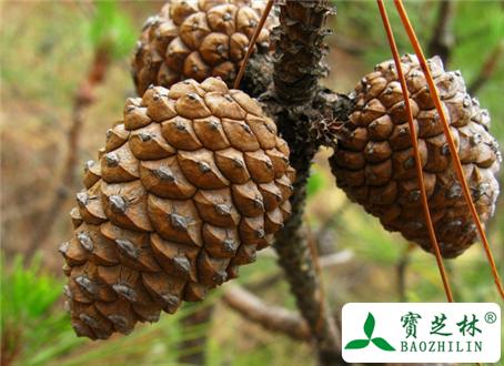 白松塔的功效与作用-白松塔的图片样子