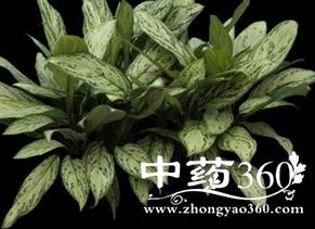 白绿叶的功效与作用-白绿叶的图片样子