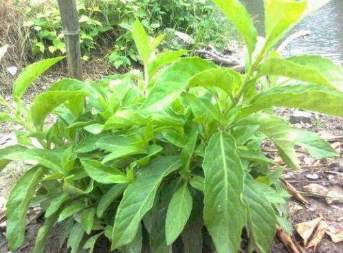 白背三七茎叶的功效与作用-白背三七茎叶的图片样子