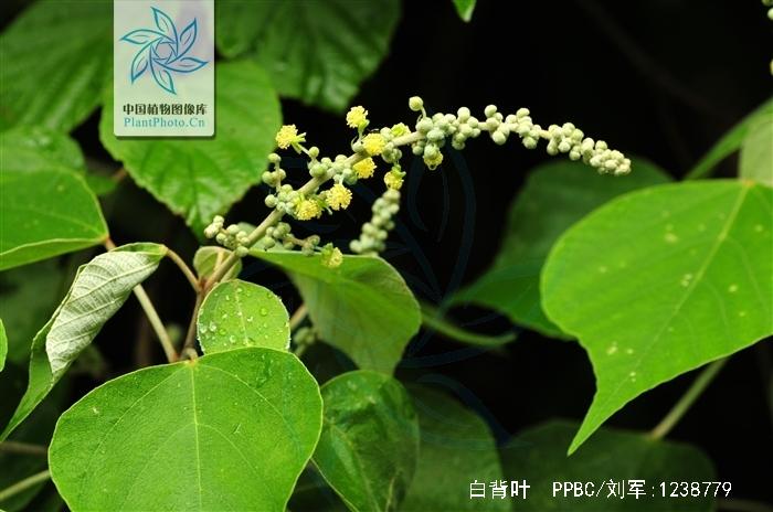 白背叶1的功效与作用-白背叶1的图片样子