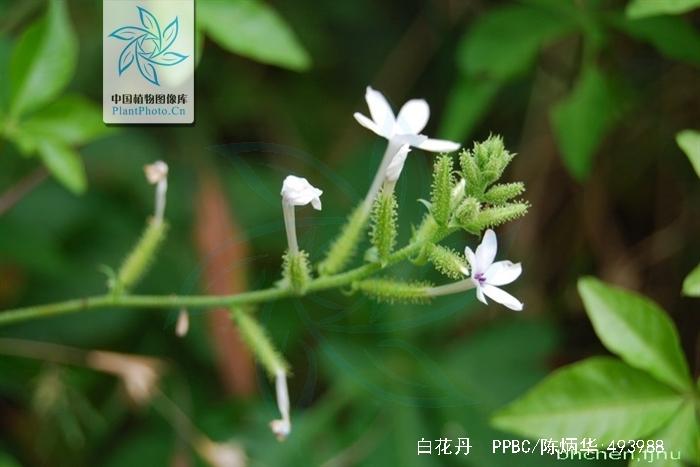 白花丹的功效与作用-白花丹的图片样子