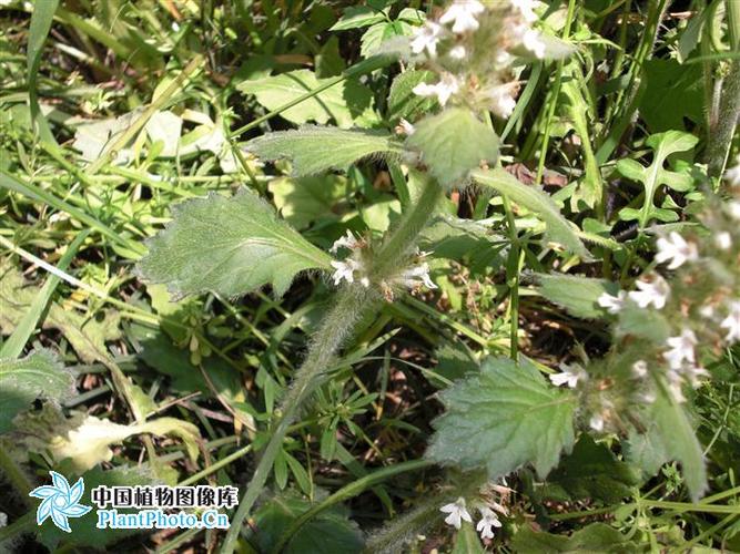 白花夏枯草的功效与作用-白花夏枯草的图片样子