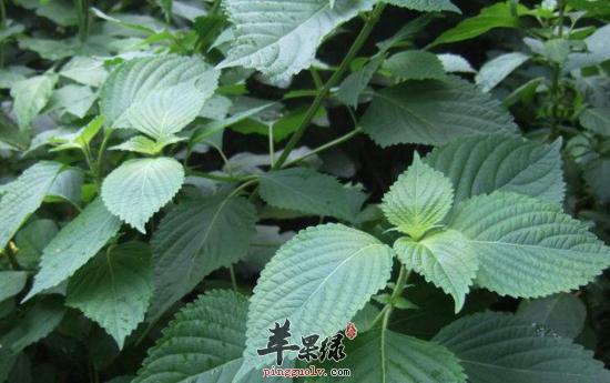 白苏叶的功效与作用-白苏叶的图片样子