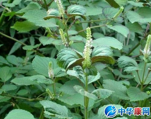 白苏子的功效与作用-白苏子的图片样子