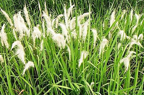 白茅花的功效与作用-白茅花的图片样子