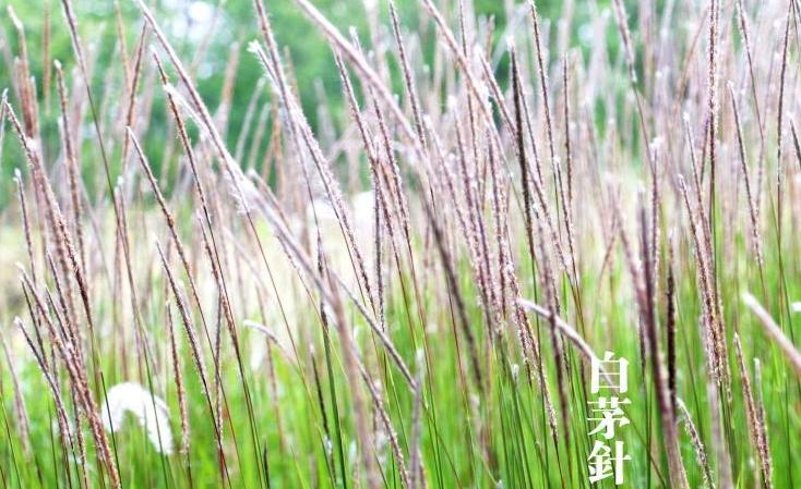 白茅针的功效与作用-白茅针的图片样子