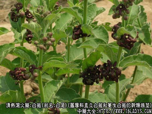 白薇的功效与作用-白薇的图片样子