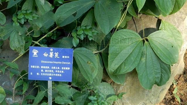 白薯莨的功效与作用-白薯莨的图片样子