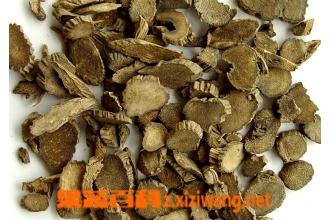 白藤的功效与作用-白藤的图片样子