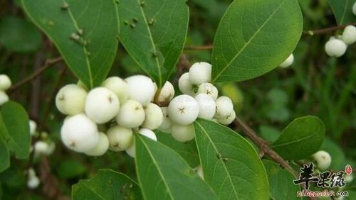 白饭树根的功效与作用-白饭树根的图片样子