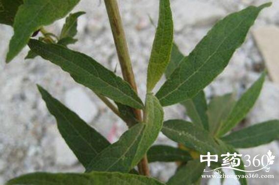 白鱼尾的功效与作用-白鱼尾的图片样子