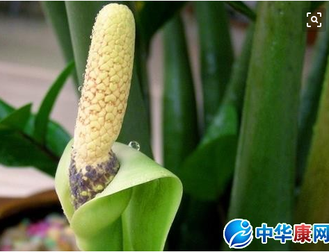 禾叶墨斛的功效与作用-禾叶墨斛的图片样子