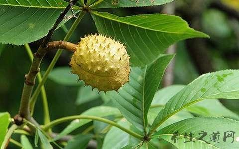 笔罗子的功效与作用-笔罗子的图片样子