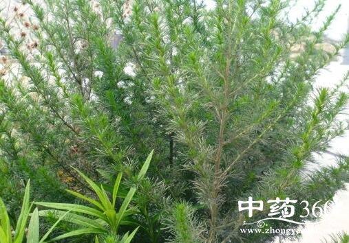结血蒿的功效与作用-结血蒿的图片样子