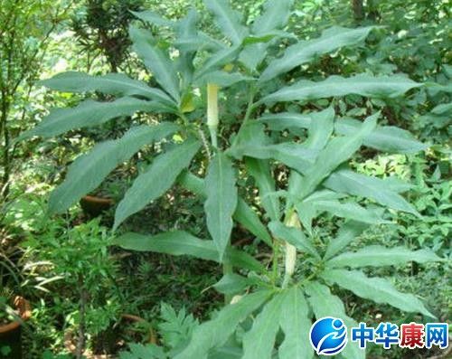 胆星的功效与作用-胆星的图片样子