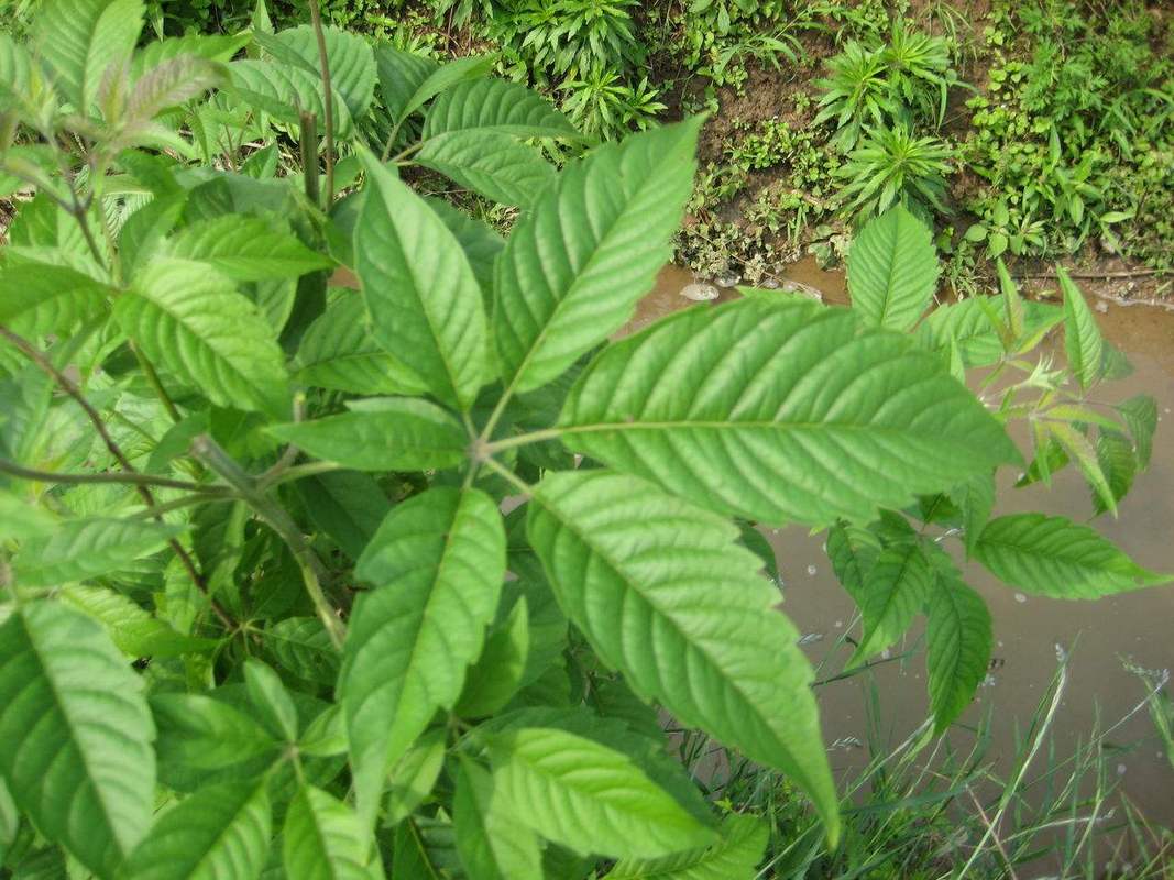 臭黄荆叶的功效与作用-臭黄荆叶的图片样子