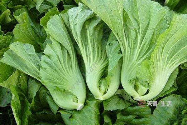 芥菜的功效与作用-芥菜的图片样子