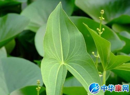 茨菇草的功效与作用-茨菇草的图片样子
