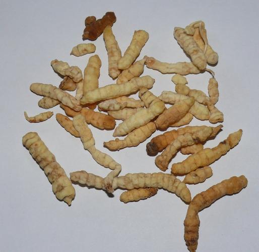 草石蚕2的功效与作用-草石蚕2的图片样子