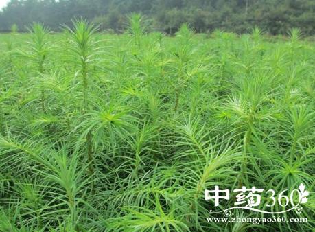 草金杉的功效与作用-草金杉的图片样子