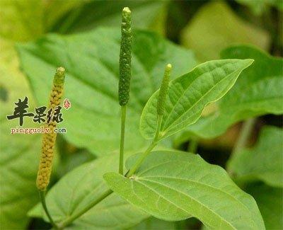 荜茇的功效与作用-荜茇的图片样子