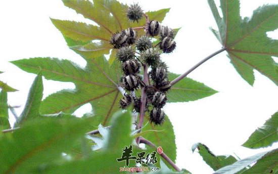 蓖麻叶的功效与作用-蓖麻叶的图片样子