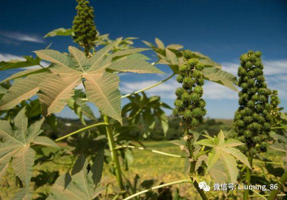 蓖麻油的功效与作用-蓖麻油的图片样子
